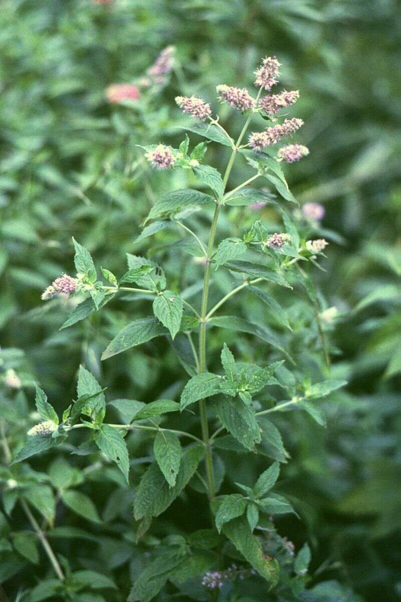 Image of Horse Mint