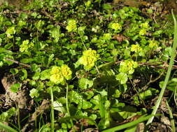 Plancia ëd Chrysosplenium alternifolium L.