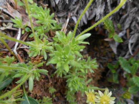 Image of Saxifraga sedoides L.