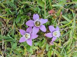 Image of Rough Gentian