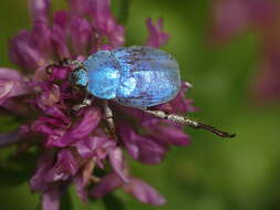 Image of Hoplia coerulea (Drury 1773)