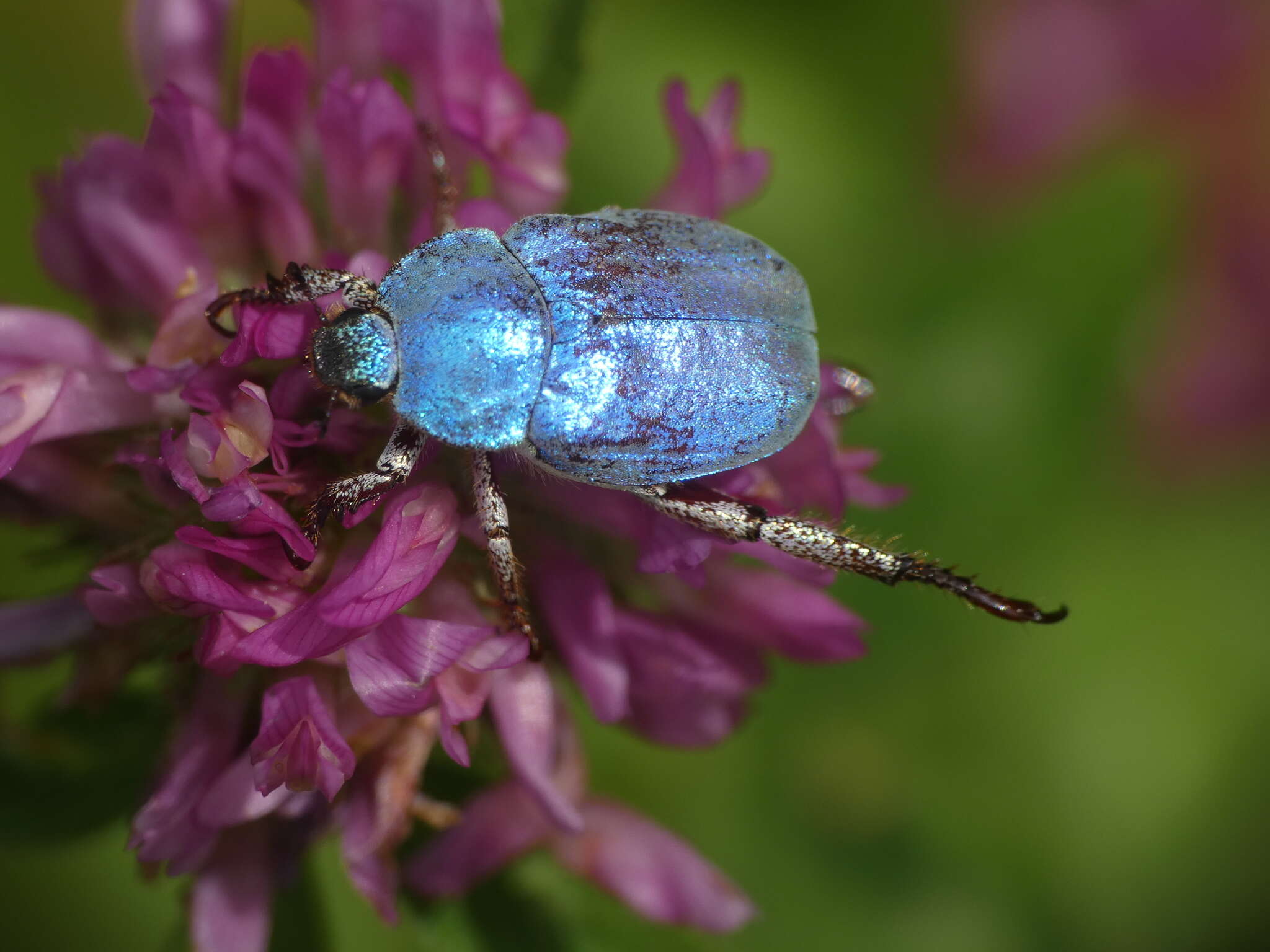 Image of Hoplia coerulea (Drury 1773)