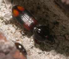 Image of Clivina (Paraclivina) bipustulata (Fabricius 1798)