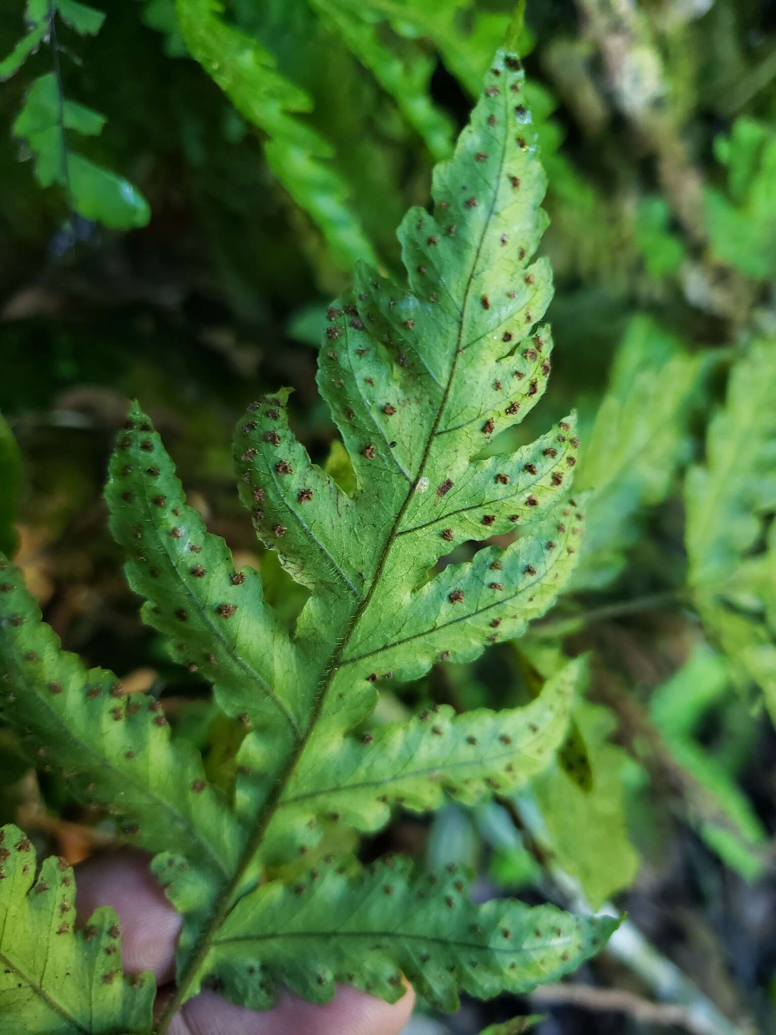 Imagem de Tectaria cicutaria (L.) Copel.