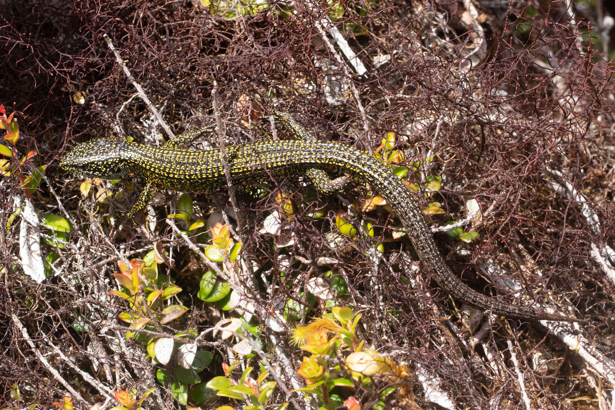 Слика од Abronia monticola (Cope 1878)