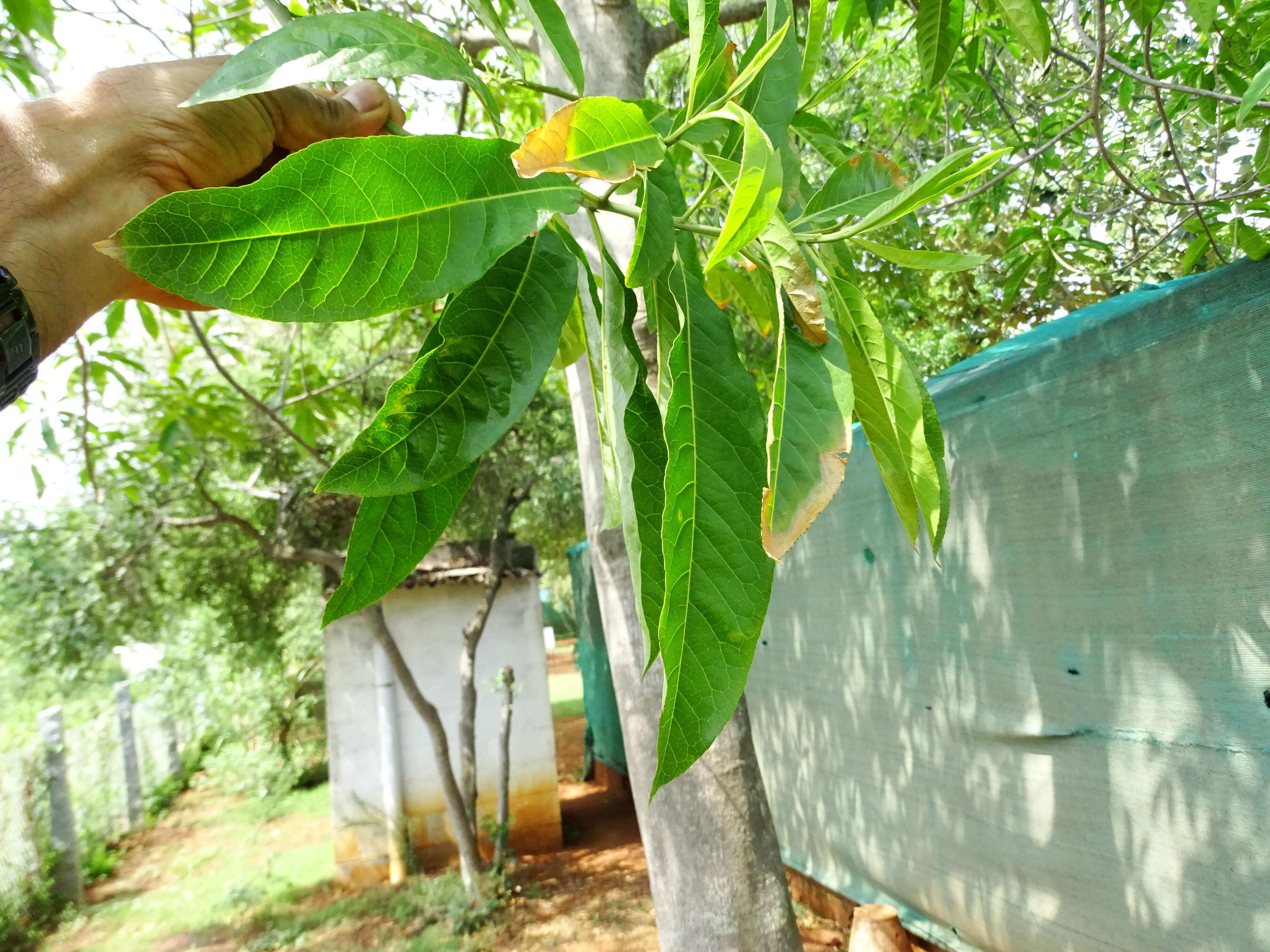 Image of Elaeocarpus ganitrus Roxb.