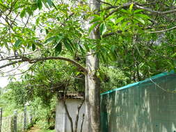 Image of Elaeocarpus ganitrus Roxb.