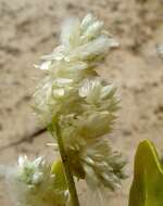 Image of Ptilotus villosiflorus F. Müll.