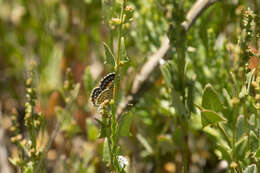 Слика од Pseudolucia chilensis (Blanchard 1852)