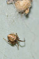 Image of Theridion melanurum Hahn 1831