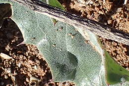 Image de Acanthopsis dispermoides H. M. Steyn