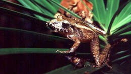 Image of Steindachner's Robber Frog; ra-da-mata