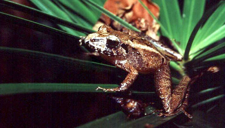 Image of Steindachner's Robber Frog; ra-da-mata