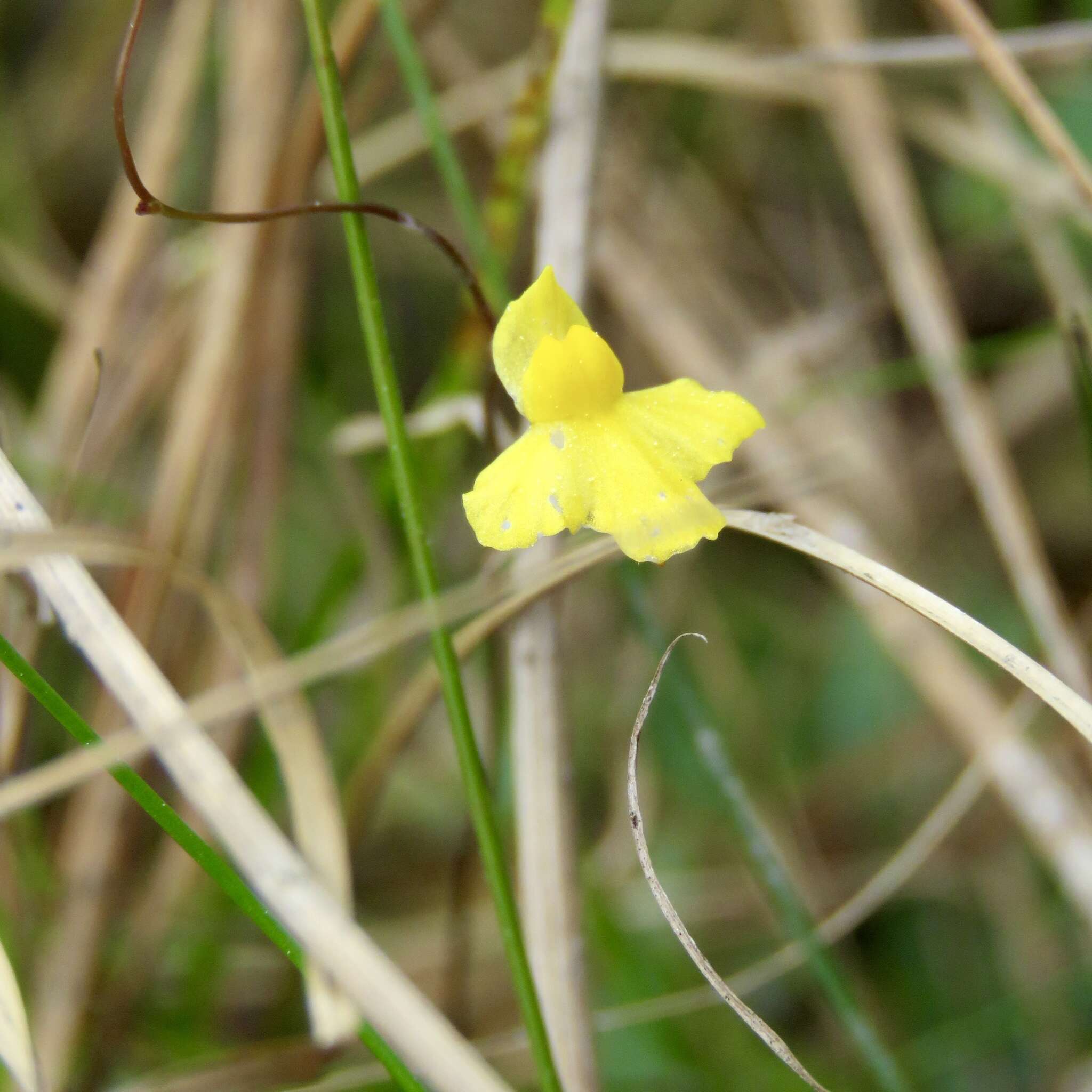 Image of Zigzag bladderwort