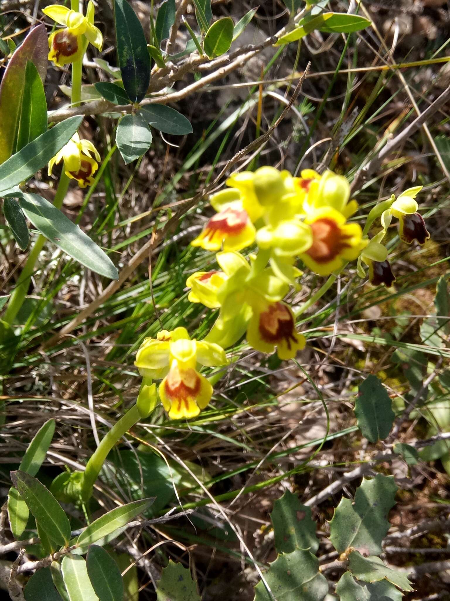 Image of Ophrys battandieri E. G. Camus