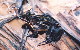 Image of Leptodactylus furnarius Sazima & Bokermann 1978