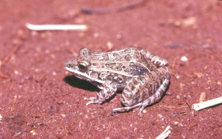 Image of rufous frog