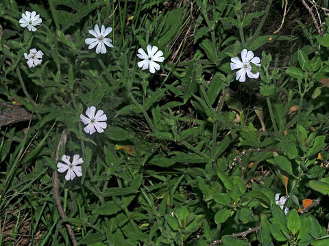 Image of Gunpowder plant