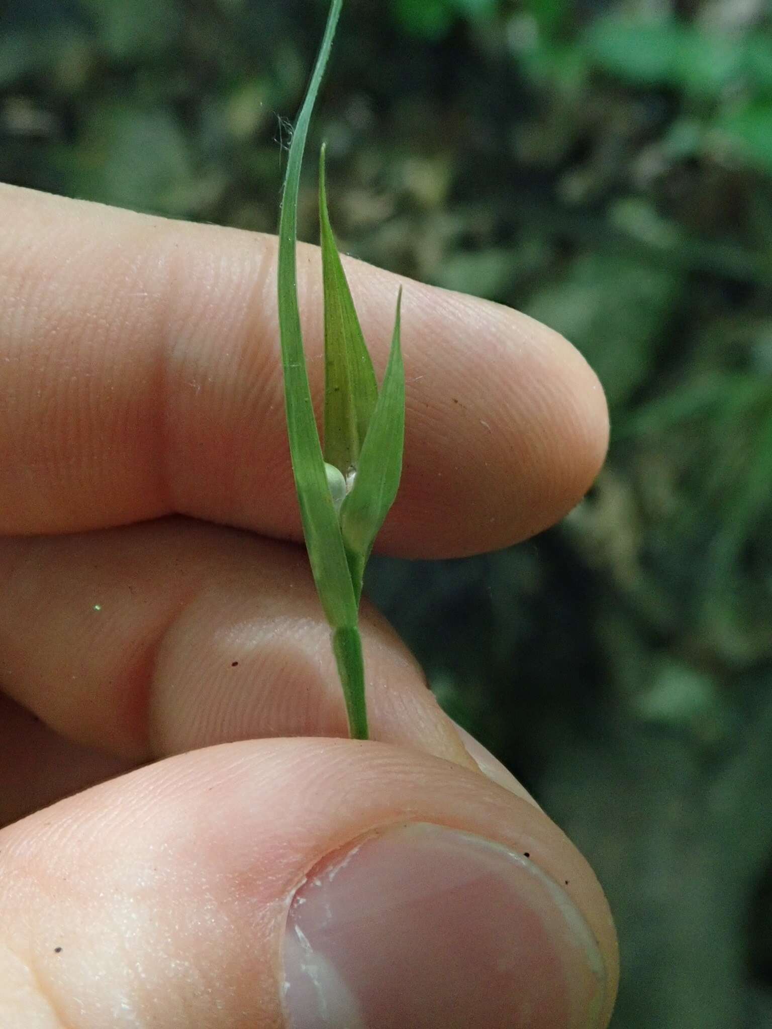 Image of Rocky Mountain sedge