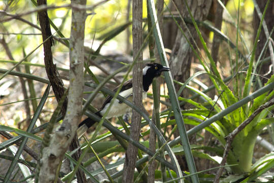 Image of White-naped Jay