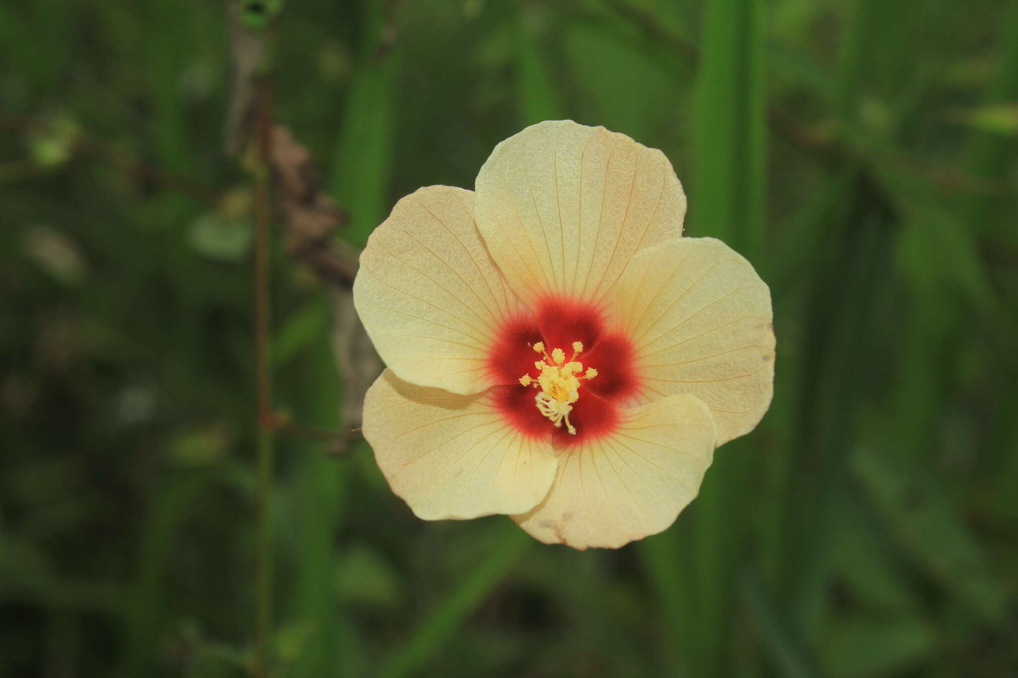 Image of Peltaea riedelii (Gürke) Standl.