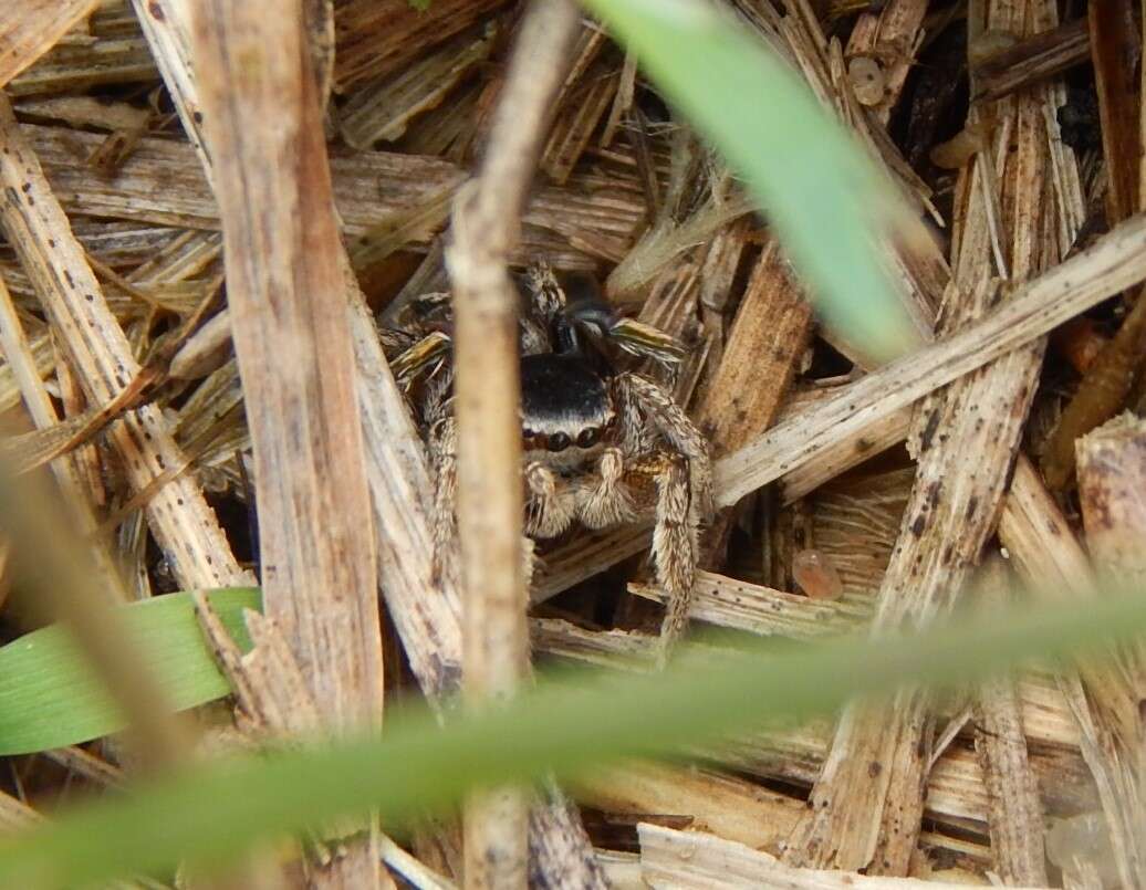 Image of Habronattus captiosus (Gertsch 1934)