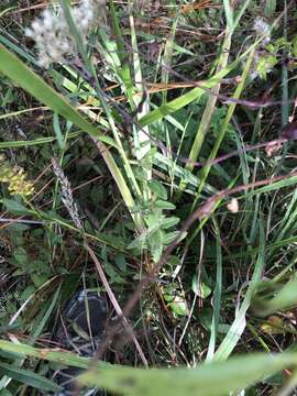 Image of Greeneochloa coarctata