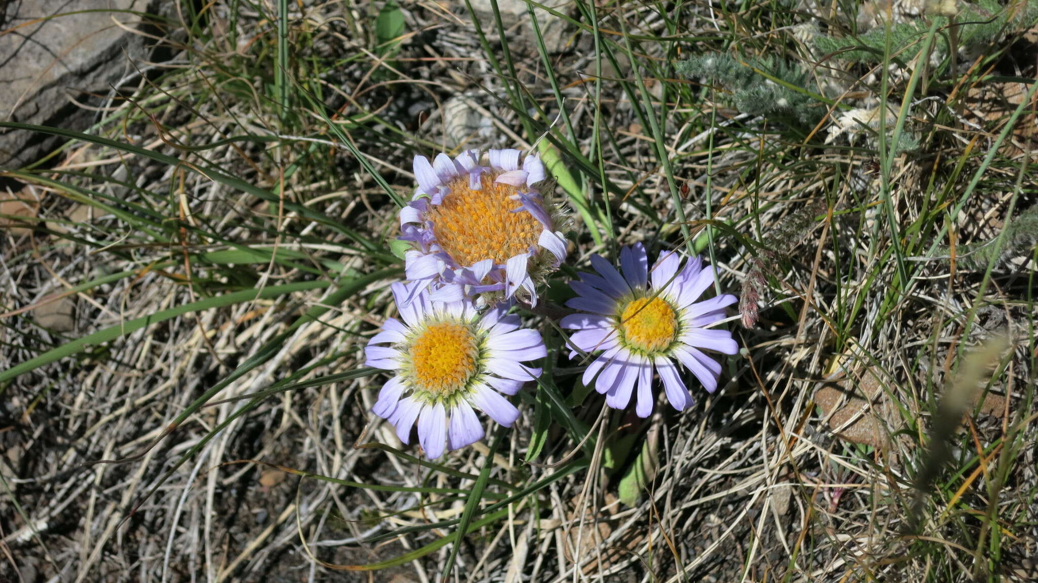 Image of Parry's Townsend daisy