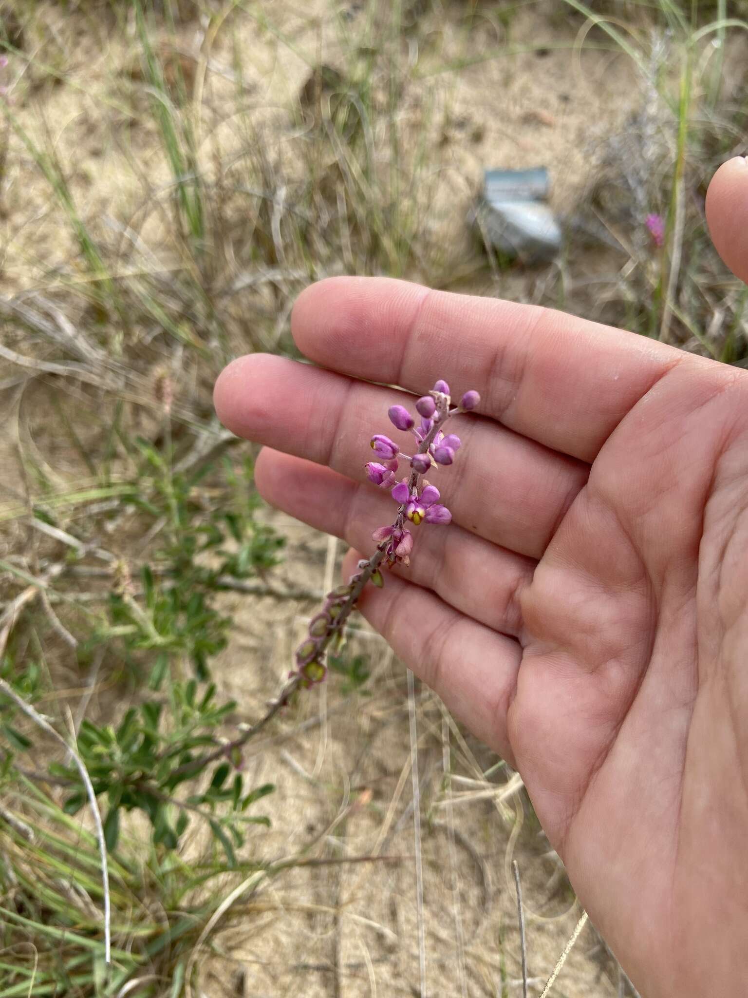 Image of Monnina cuneata A. St.-Hil.