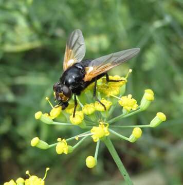 Image of Mesembrina meridiana (Linnaeus 1758)