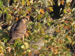 Image of Everglade snail kite