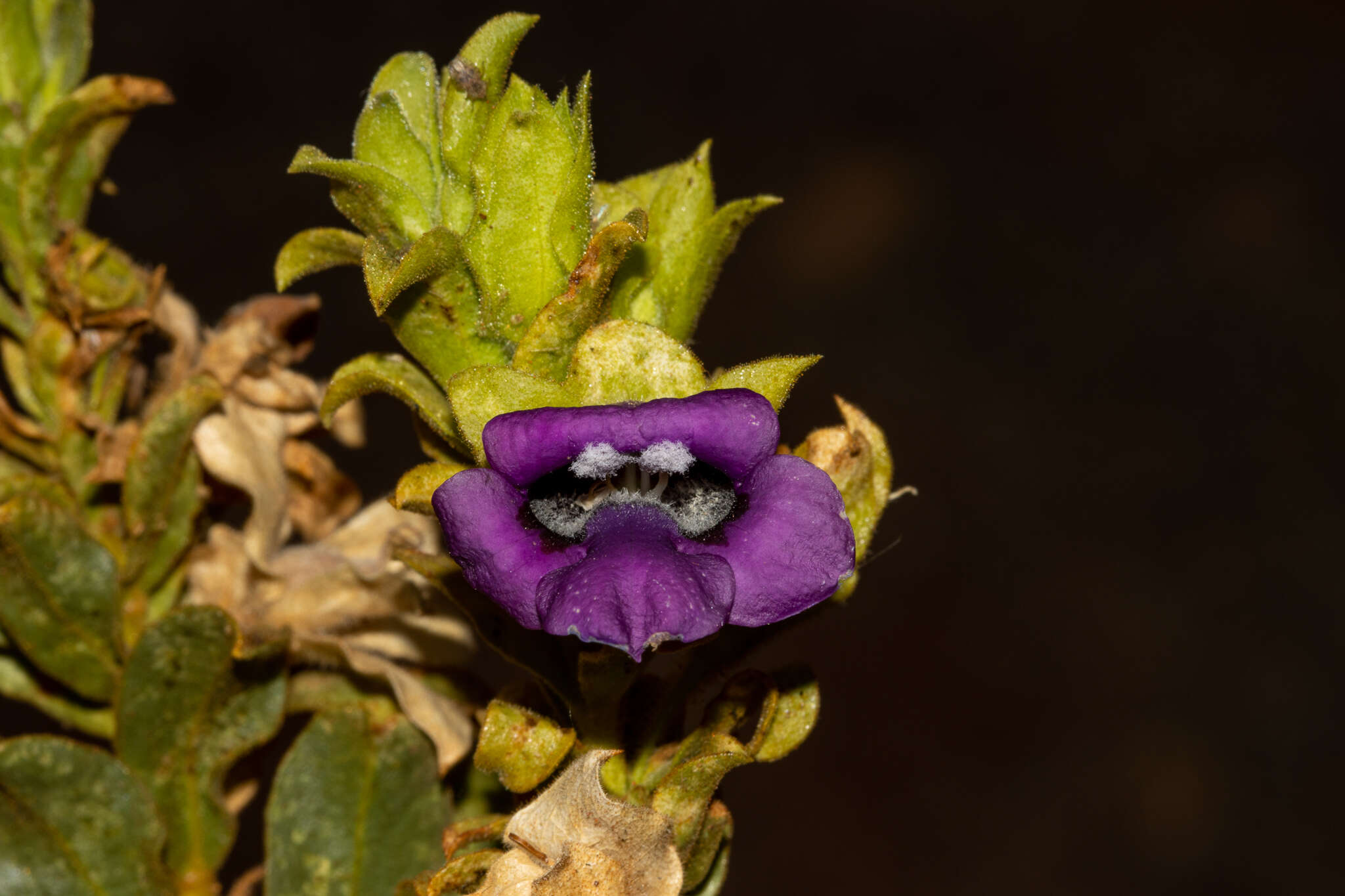 Image of Eremophila willsii F. Muell.