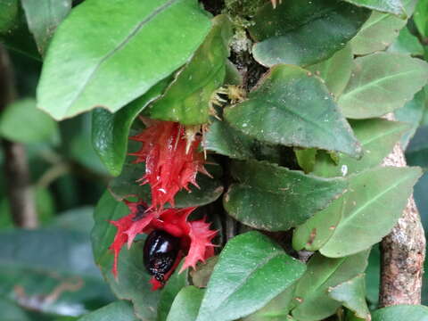 Image of Drymonia multiflora (Oerst. ex Hanst.) Wiehler