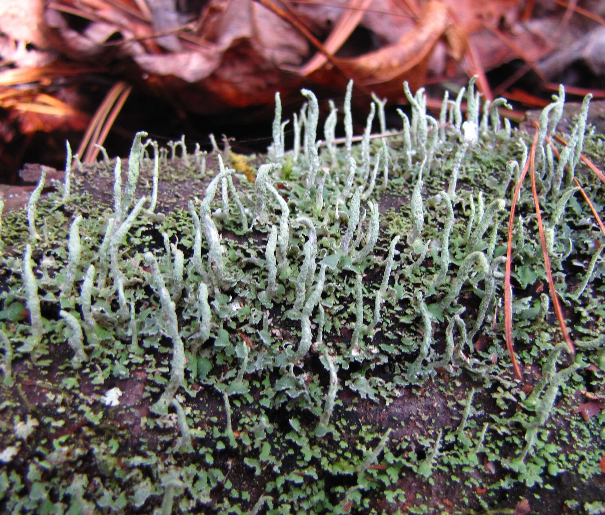 Image of cup lichen