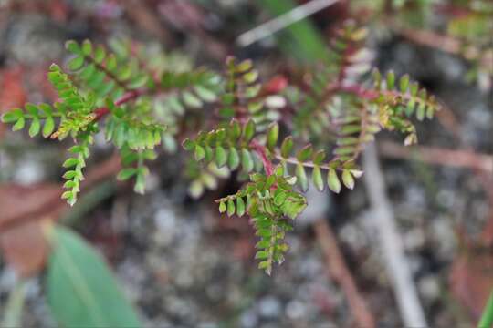 Image of small-leaved boronia