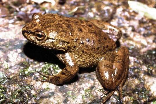 Image of Megaelosia boticariana Giaretta & Aguiar 1998