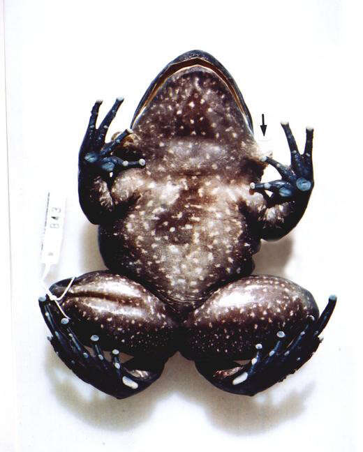 Image of Megaelosia boticariana Giaretta & Aguiar 1998