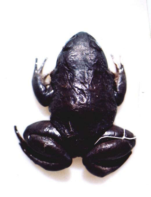 Image of Megaelosia boticariana Giaretta & Aguiar 1998