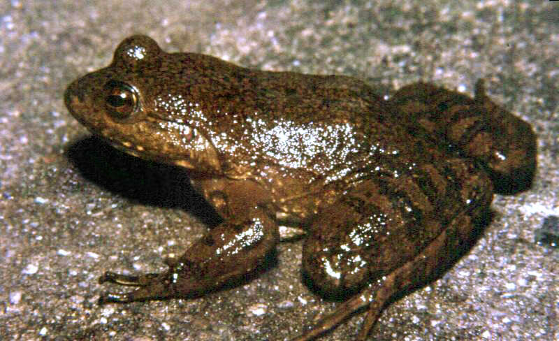 Image of Megaelosia massarti (De Witte 1930)