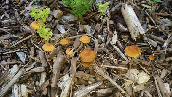 Image of Agrocybe arvalis (Fr.) Singer 1936