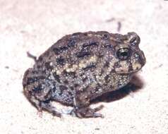 Image of American Ground Frog