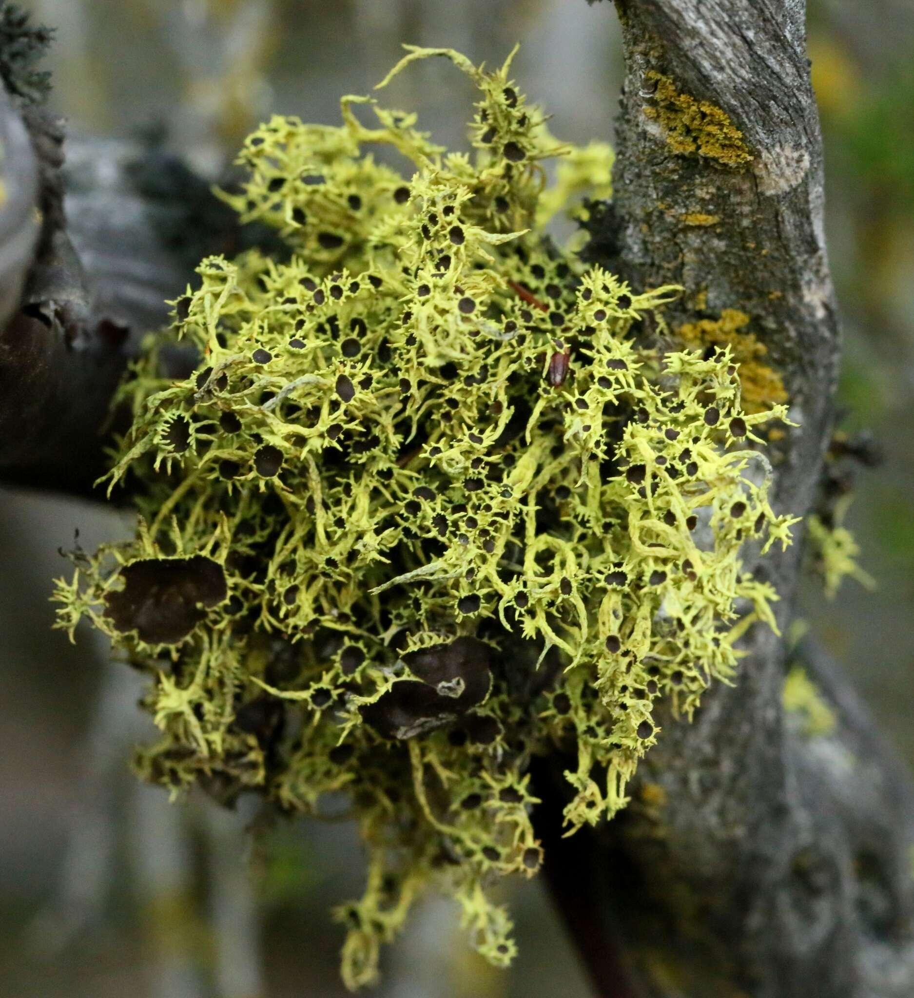 Image of Brown-eyed wolf lichen