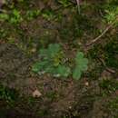 Image of Riccia glauca var. glauca L.