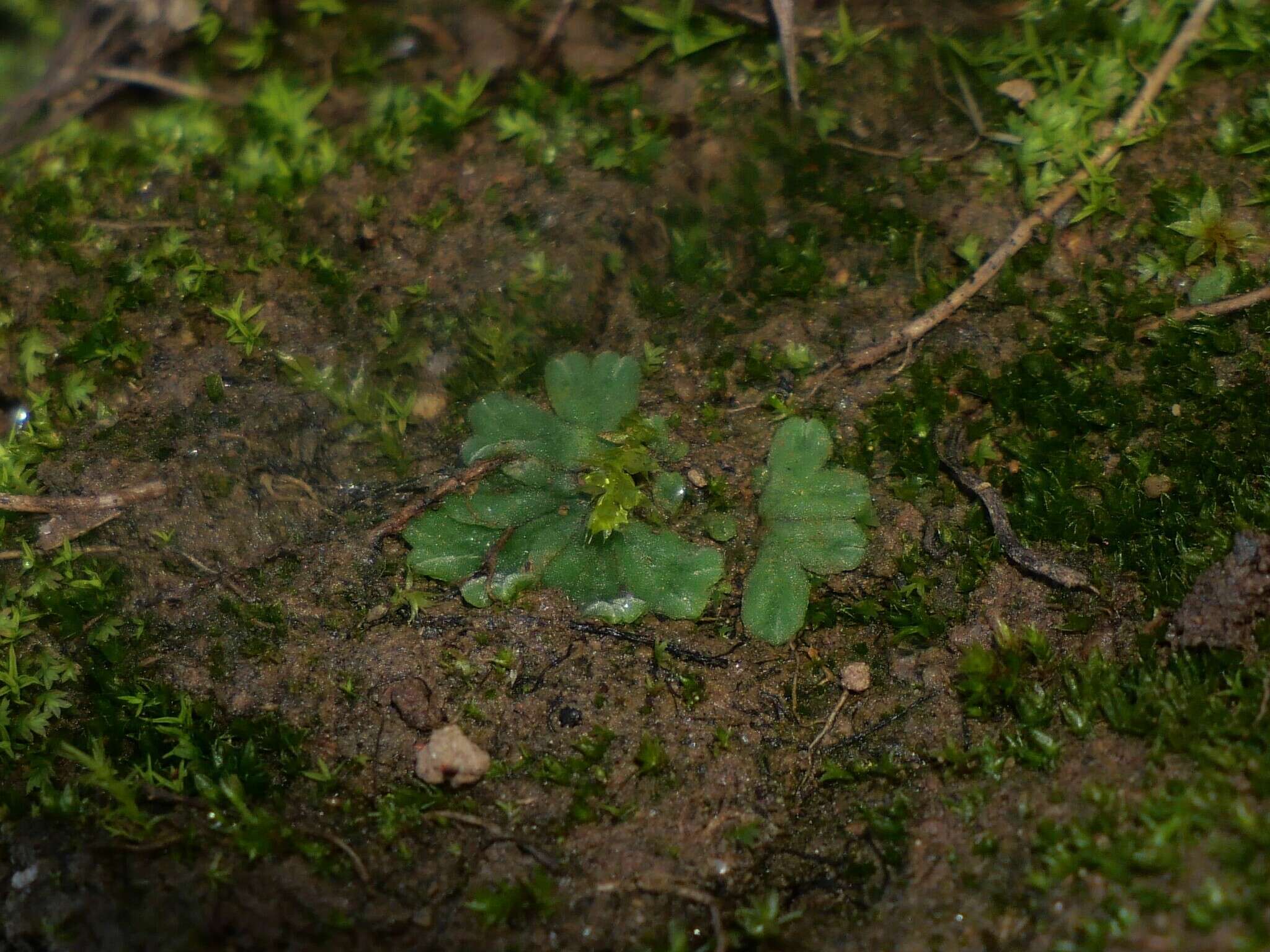 Image of Riccia glauca var. glauca L.