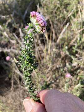 Image of Metalasia divergens subsp. fusca P. O. Karis