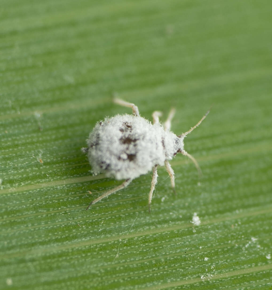 Image of Melanaphis donacis (Passerini 1861)