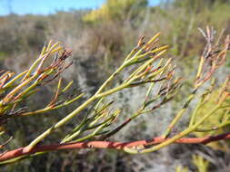 Image of Serruria cygnea R. Br.