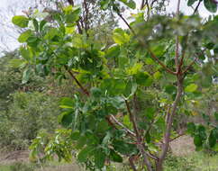 Terminalia brachystemma Welw. ex Hiern的圖片