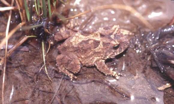 Image of Proceratophrys avelinoi Mercadal de Barrio & Barrio 1993