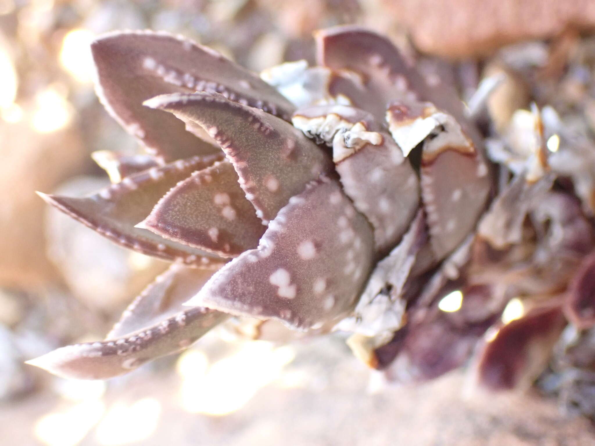 Image of Astroloba bullulata (Jacq.) Uitewaal